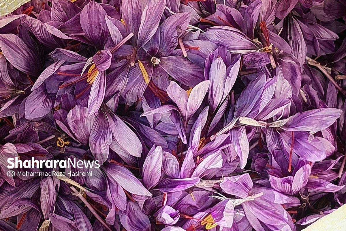 سازوکار خرید تضمینی زعفران در خراسان رضوی اجرا می‌شود | اعطای ۸ همت تسهیلات ویژه دولتی به زعفران‌کاران استان