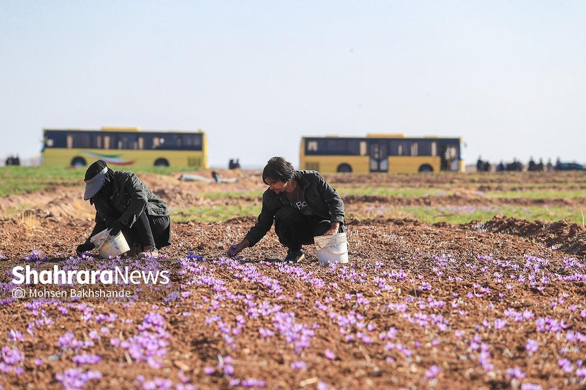 قیمت گل تازه زعفران در شهرستان‌ها و روستا‌های استان خراسان رضوی از جمله مشهد، تربت حیدریه، نیشابور، قوچان، چناران، فاروج، باخرز، خواف، جوین، جغتای و تربت جام اعلام شد.