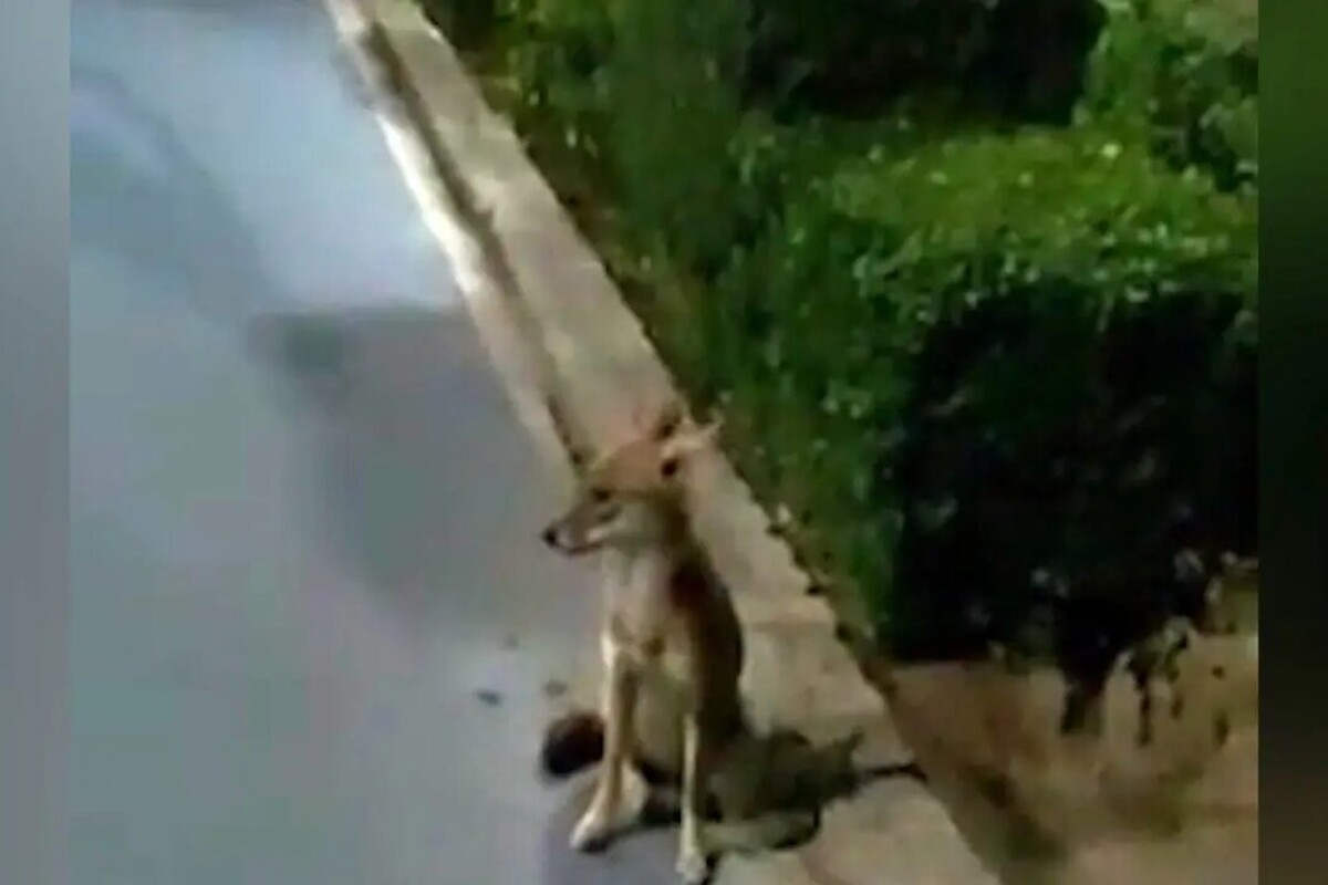 شهروند خبرنگار |گلایه شهروند از وجود روباه در بوستان ملت مشهد + پاسخ