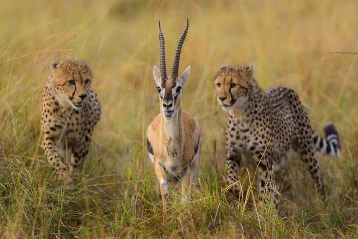 طرح سرشماری گونههای نادر حیات وحش آغاز شد