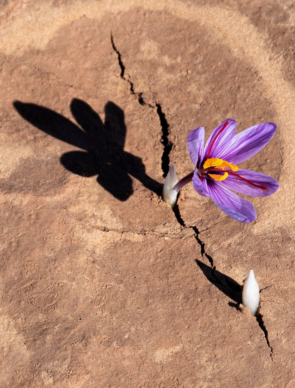 برگزیدگان جشنواره ملی عکس زعفران معرفی شدند + تصاویر برگزیده برگزیدگان جشنواره ملی عکس زعفران معرفی شدند + تصاویر برگزیده