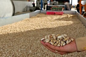 افزایش ۳۰درصدی صادرات پسته خراسان رضوی