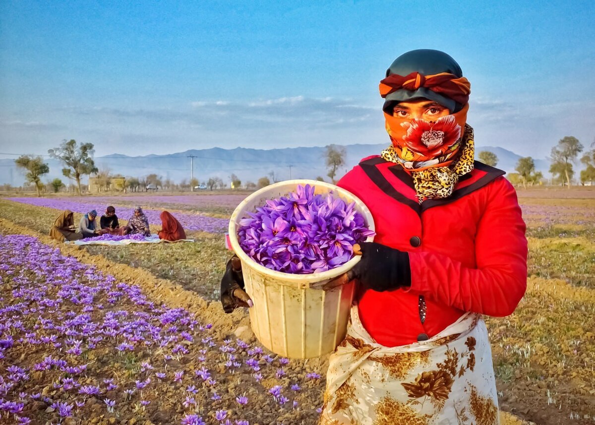 امروز گل زعفران چقدر قیمت دارد؟ (۹ آبان ۱۴۰۴)‌