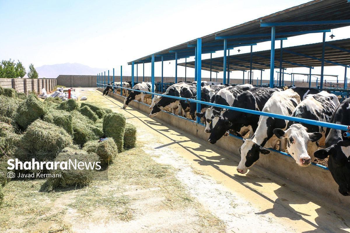 هشدار سازمان بازرسی به وزارت جهاد کشاورزی درباره تامین نهادههای دامی
