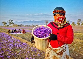 امروز گل زعفران چقدر قیمت دارد؟ (۹ آبان ۱۴۰۴)