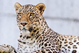 ویدئو| ثبت تصویر بزرگ‌ترین پلنگ دنیا در ارتفاعات سالوک خراسان شمالی