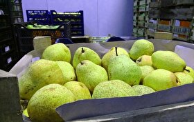 قیمت امروز میوه و تره بار در مشهد (یکم آذر ۱۴۰۴) | افزایش قیمت گلابی