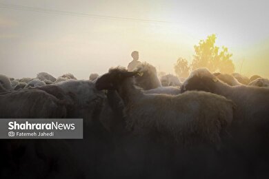 گزارش تصویری | مزرعه دامپروری چپرقویمه