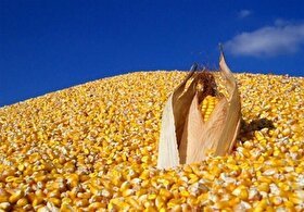 قیمت خرید تضمینی جو و ذرت ۲۳ هزار تومان تعیین شد (۱۰ آذر ۱۴۰۴)