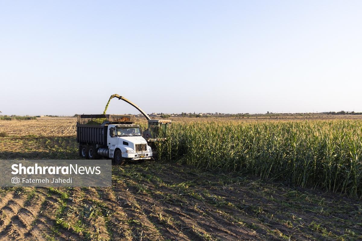 کشت پاییزه در خراسان رضوی از ۲۵۰ هزار هکتار گذشت | ۸۰ درصد سهمیه گندم آبی محقق شد