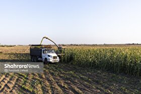 کشت پاییزه در خراسان رضوی از ۲۵۰ هزار هکتار گذشت | ۸۰ درصد سهمیه گندم آبی محقق شد