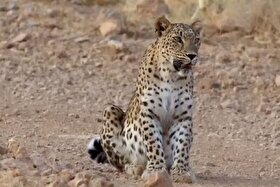 ویدئو| وقار پلنگ ایرانی در دل جنگل‌های هیرکانی