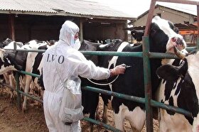 ۲ کانون تب برفکی در خراسان رضوی مهار شد