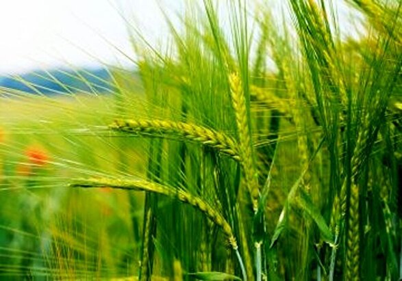 بارندگی پایان آذرماه، سرنوشت حدود ۷۰ هزار هکتار کشت دیم در خراسان رضوی را تعیین می‌کند