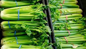 قیمت امروز میوه و تره‌بار در مشهد (۱۳ آذر ۱۴۰۴) | کرفس را چند بخریم؟