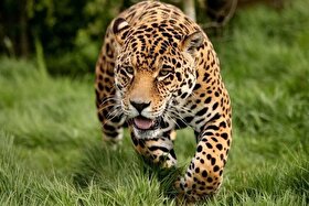 ویدئو| مشاهده ۴ پلنگ ایرانی در سوادکوه مازندران