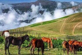 ویدئو| اسب‌های وحشی در دشت مرکوه مینودشت