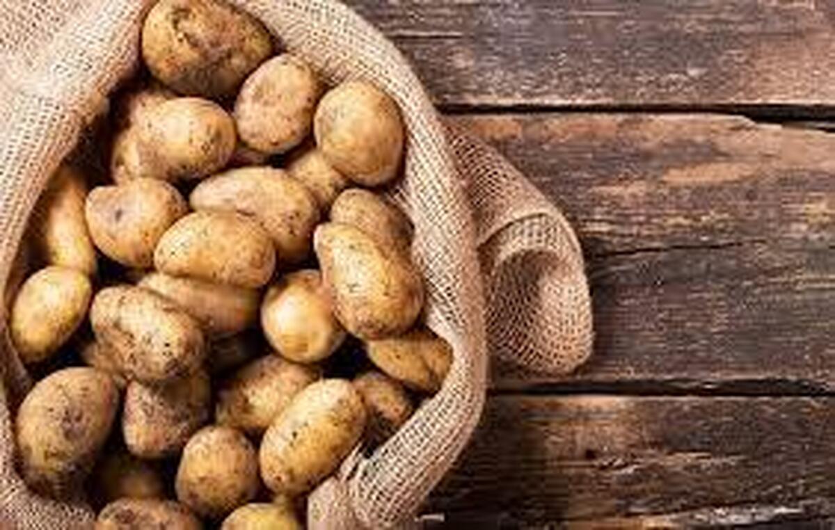 پیش‌بینی تولید بیش از ۱۰۸ هزار تن سیب‌زمینی در خراسان رضوی تا پایان سال ۱۴۰۴