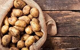 پیش‌بینی تولید بیش از ۱۰۸ هزار تن سیب‌زمینی در خراسان رضوی تا پایان سال ۱۴۰۴