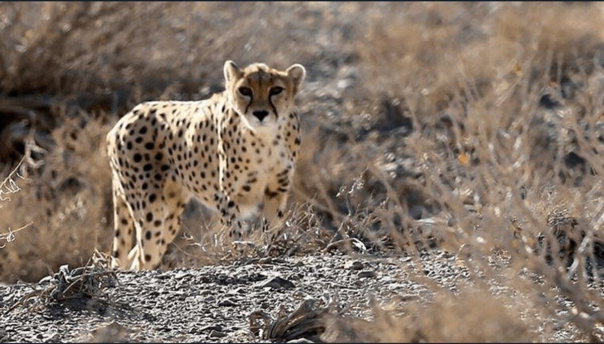 مشاهده چهارمین قلاده یوز آسیایی در خراسان رضوی از ابتدای سال تاکنون (۱۶ آذر ۱۴۰۴)