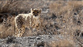 مشاهده چهارمین قلاده یوز آسیایی در خراسان رضوی از ابتدای سال تاکنون (۱۶ آذر ۱۴۰۴)