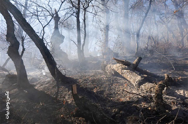 روایت وحید بیات، عکاس مشهدی از آتش سوزی جنگلهای هیرکانی | عکاسی بحران مرز احساس و حرفه را میشکند روایت وحید بیات، عکاس مشهدی از آتش سوزی جنگلهای هیرکانی | عکاسی بحران مرز احساس و حرفه را میشکند