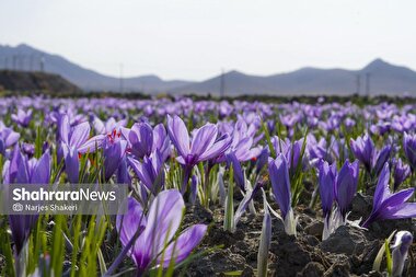 اینفوگرافی| تجارت طلای سرخ ایران در دست رقبا