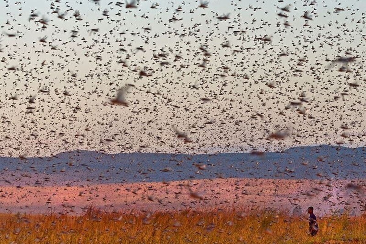 وضعیت هجوم ملخ در خراسان رضوی تحت کنترل است