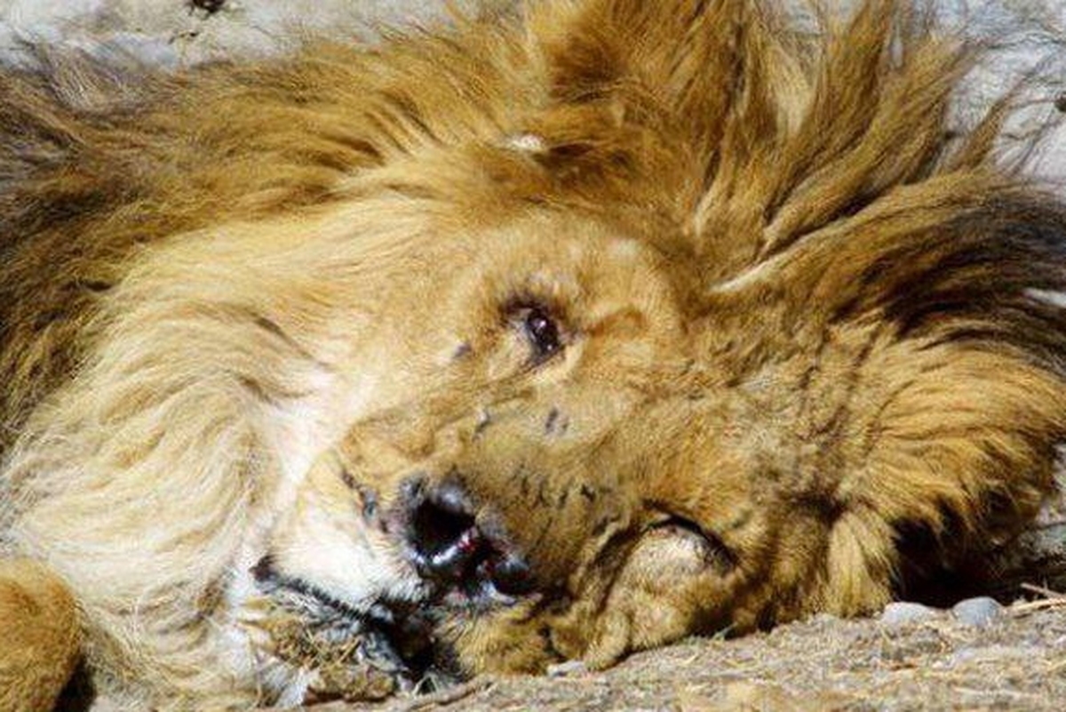 درباره مرجان شیر باغ وحش کابل که نماد رنج مردم افغانستان بود