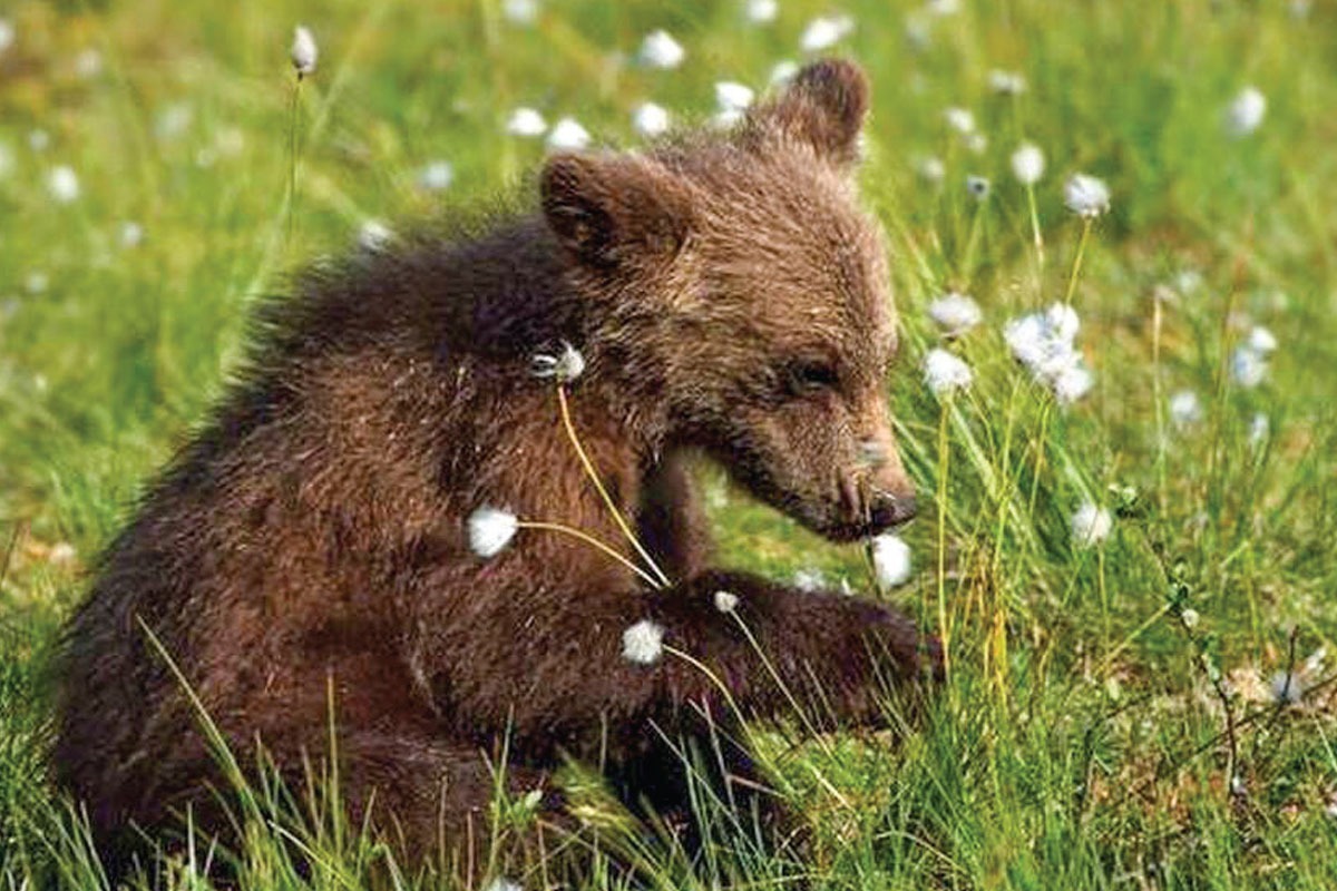 کاشکی اونو می‌بستین!