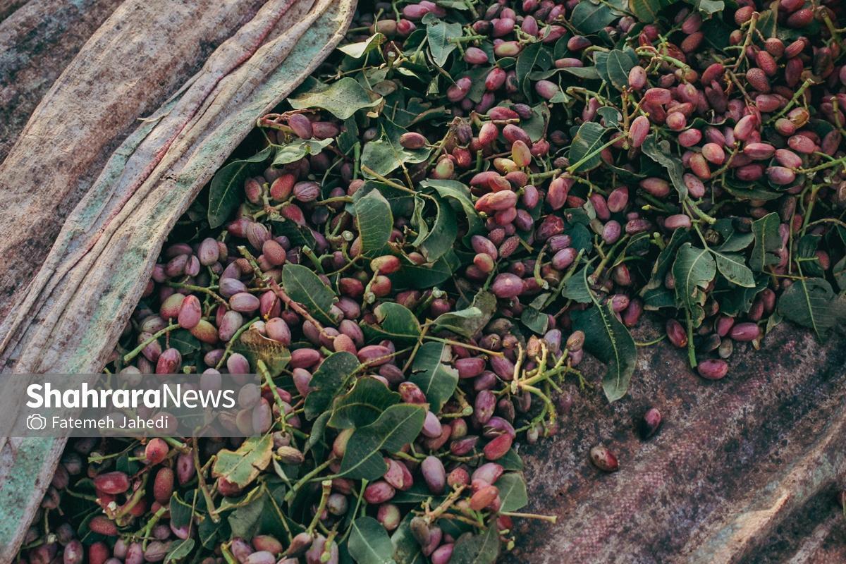 افزایش ۱۰ درصدی برداشت پسته در گناباد خراسان رضوی نسبت‌به سال گذشته