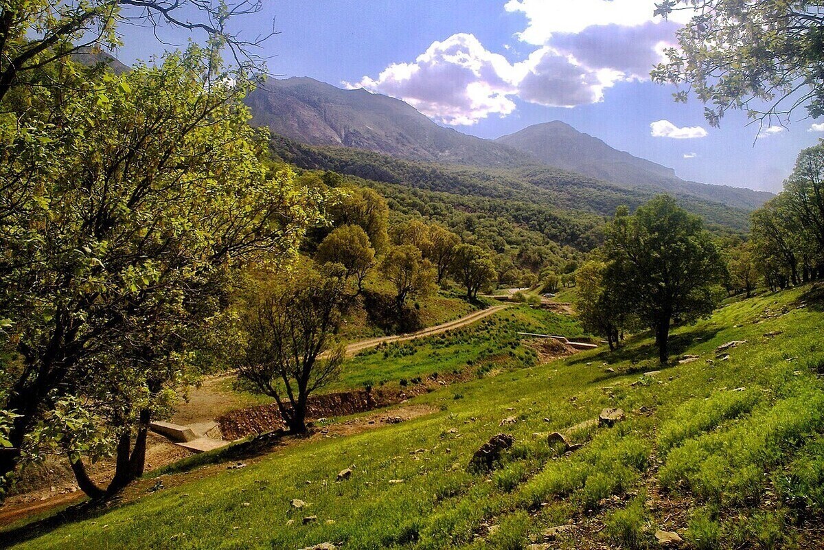 چالش‌های مدیریتی، بلای‌ جان جنگل‌های زاگرس | مشارکت‌های مردمی برای حل مشکلات ضروری است