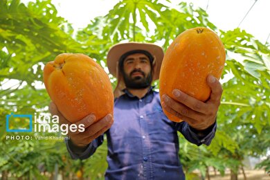 گزارش تصویری | مزرعه «پاپایا»