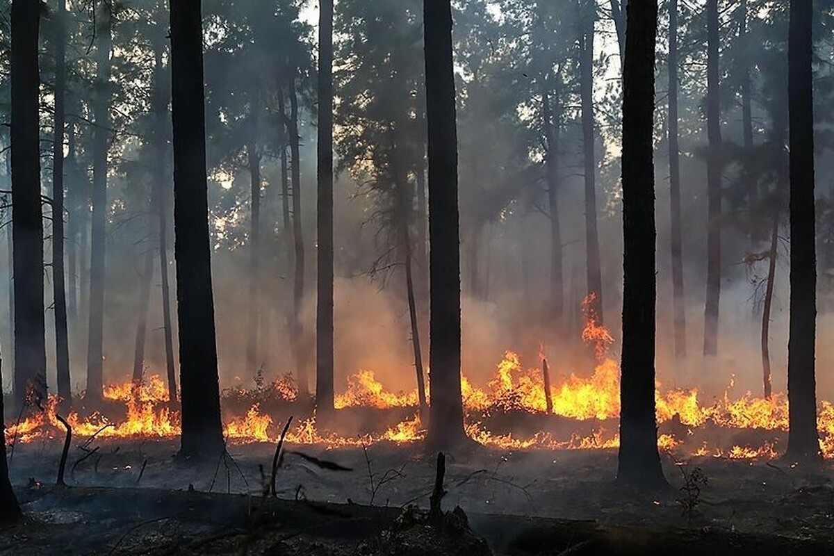 آتش‌سوزی در منطقه «کارمزد» با حضور به‌موقع و انسجام نیرو‌های بومی و امدادی در عملیاتی چند ساعته مهار شد.