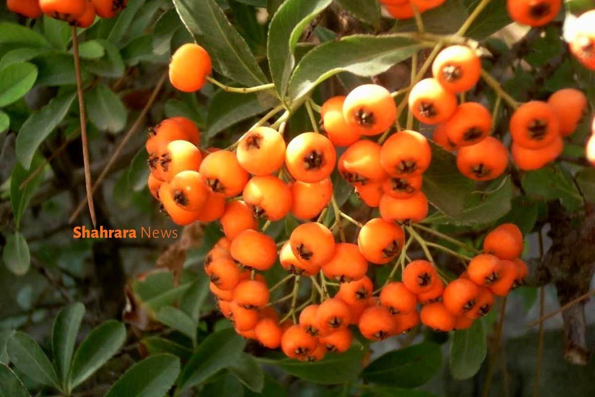 دانستنی‌هایی برای کودکان | زالزالک و تمرهندی