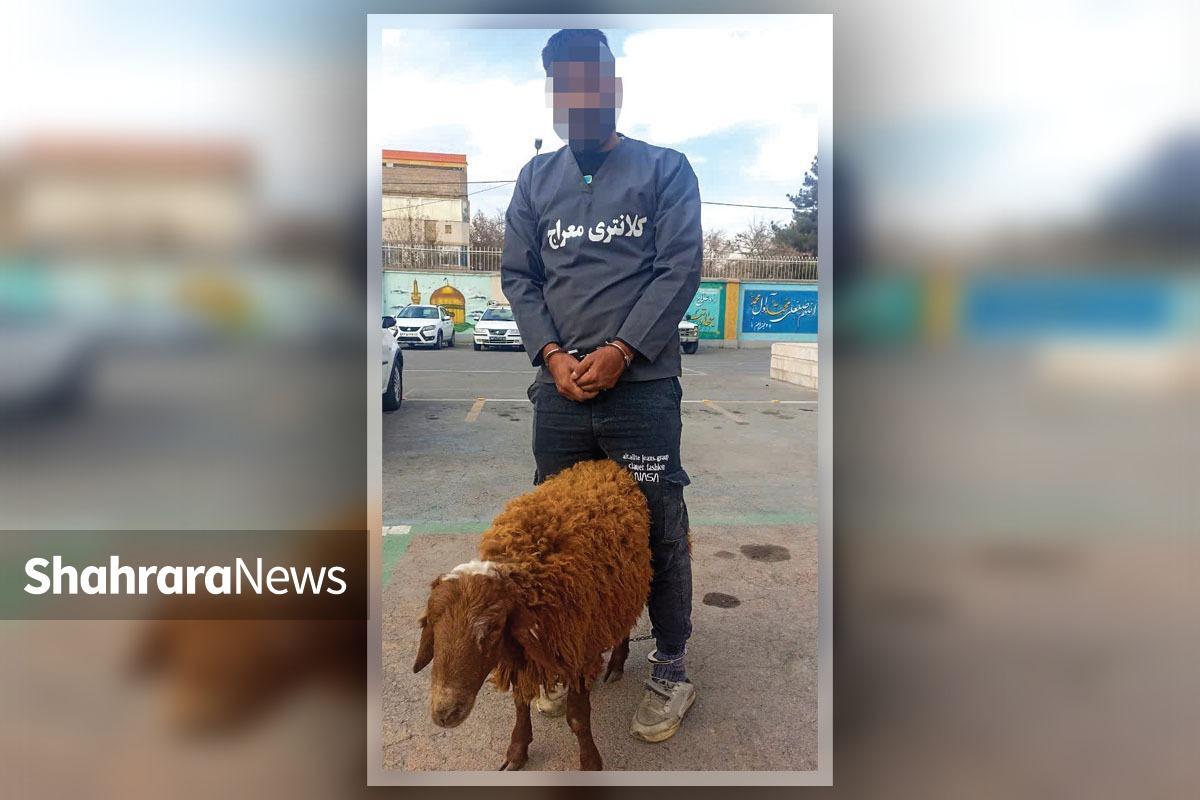 پلیس مشهد فردی را که بدون به جا گذاشتن هیچ سرنخی، اقدام به سرقت سریالی احشام می‌کرد دستگیر کرد.