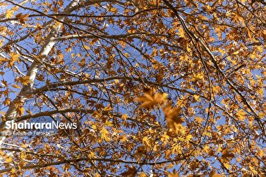 اینفوگرافی| چرا در پاییز و زمستان افسرده میشویم؟