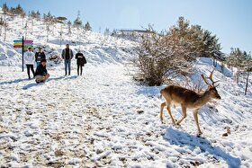 افزایش خطر ورود حیات‌وحش به مناطق مسکونی تربت‌حیدریه درپی سرمای هوا