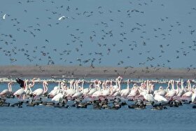 ویدئو| پرواز فلامینگوها با چشم‌انداز دماوند در میانکاله