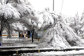 سقوط درختان پس از برف سنگین مشهد | ۲۶۵ حادثه فقط در ۸ ساعت (۲۹ آذر ۱۴۰۴)