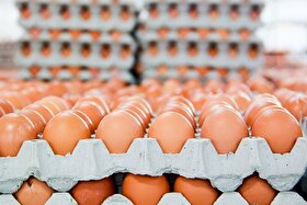 افزایش ۱۹ درصدی قیمت تخم مرغ