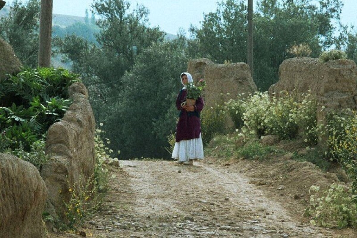 افتتاح جشنواره جهانی فیلم فجر با نمایش فیلم «زیر درختان زیتون» عباس کیارستمی
