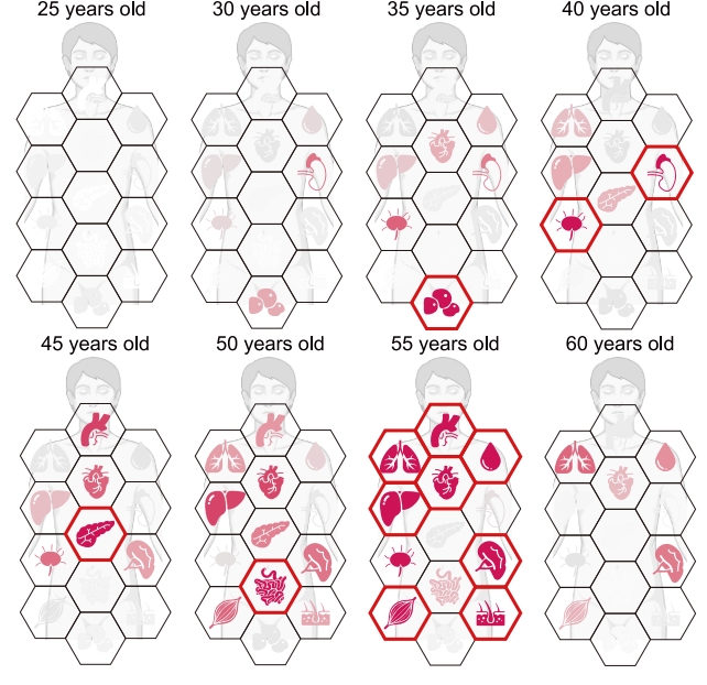اندام‌های بدن براساس زمانی که بیشترین حساسیت را به پیری دارند