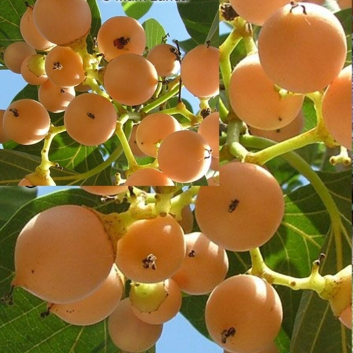 «سپستان» میوه‌ای که جایگزین طبیعی دیفن هیدرامین است