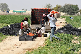 سازمان ملل: جنگ، ۵ میلیون عرب را با فقر رو‌به‌رو می‌کند