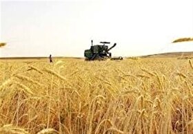 برآورد تولید ۱۳ میلیون تن گندم در صورت بارش‌های مناسب در اردیبهشت‌ماه