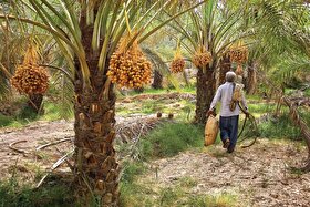 آغاز گرده‌افشانی نخیلات فسا با هدف تحقق تولید ۱۵۰۰ تن خرما
