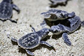 پرواز لاک پشت‌ها