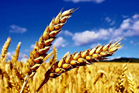 قیمت گندم، ذرت و لوبیا پس از اعلام آتش‌بس ایران کاهش یافت