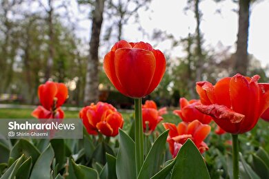 گزارش تصویری | جشنواره گل‌های لاله در مشهد